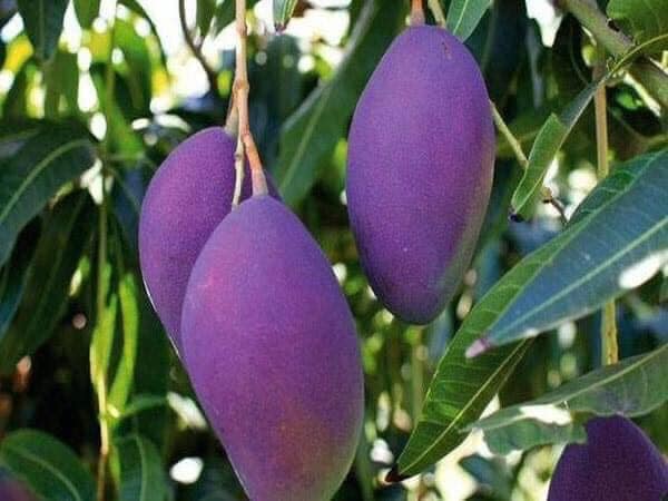 cây giống xoài tím