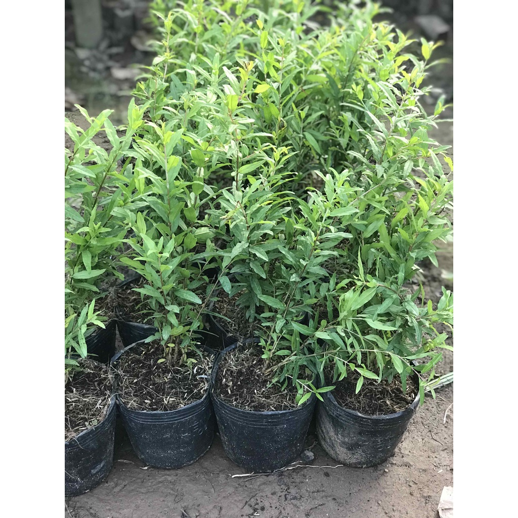 Cây lựu ấn độ siêu trái