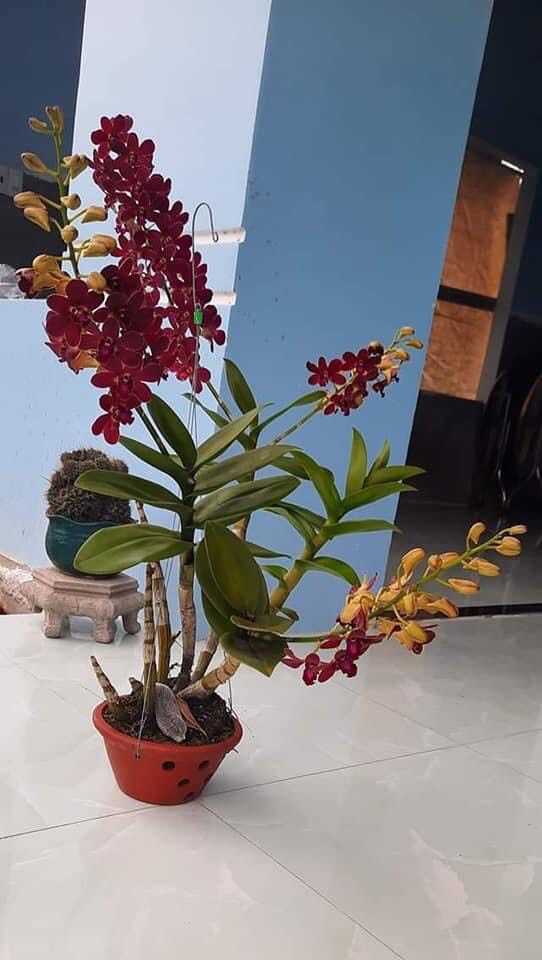 HOA LAN ĐỎ MĂNG CỤT