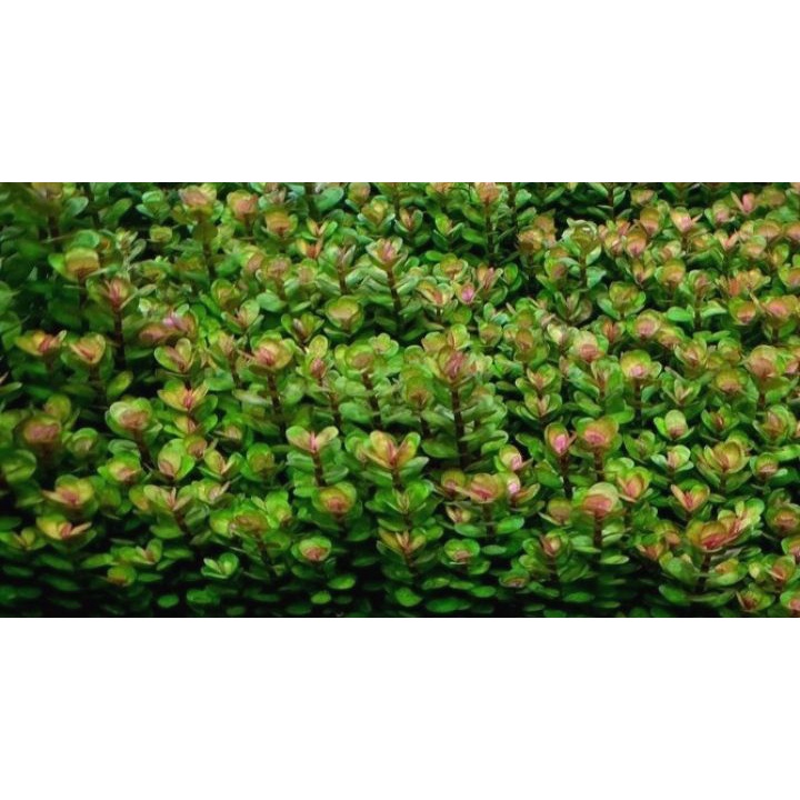 cây thủy sinh vảy ốc đỏ Ấn Độ - bầu cây giống