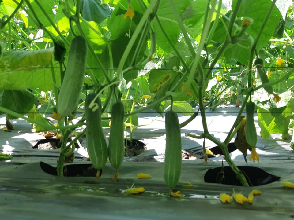 Hạt Giống Dưa Leo AGRI MEKONG 666 - (10gr/gói 400 hạt )