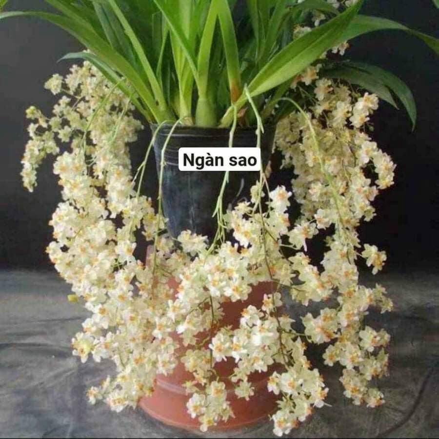 Hoa lan vũ nữ ngàn sao hoa tết