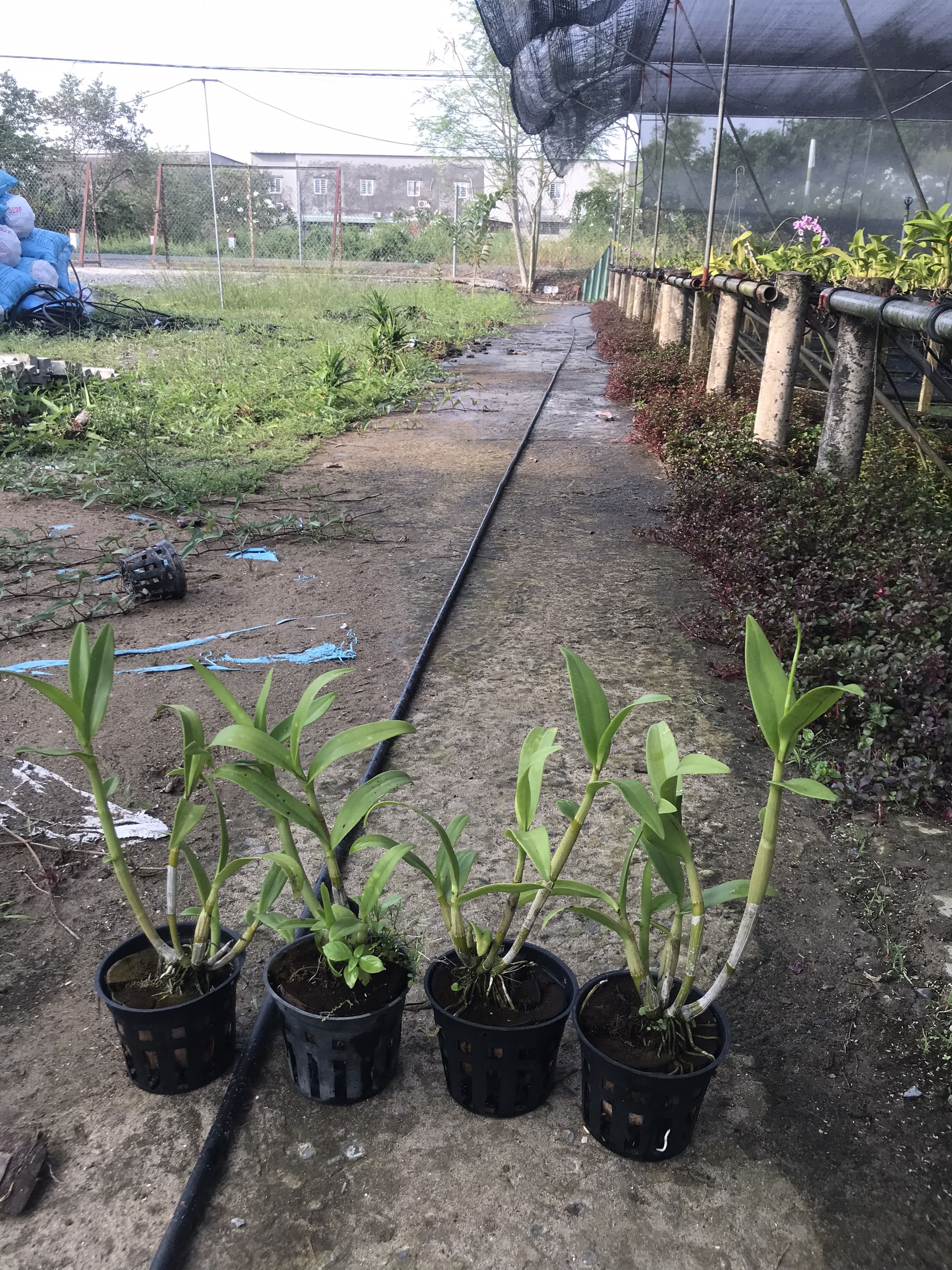 HOA LAN 5 CÁNH TRẮNG VIỀN XANH