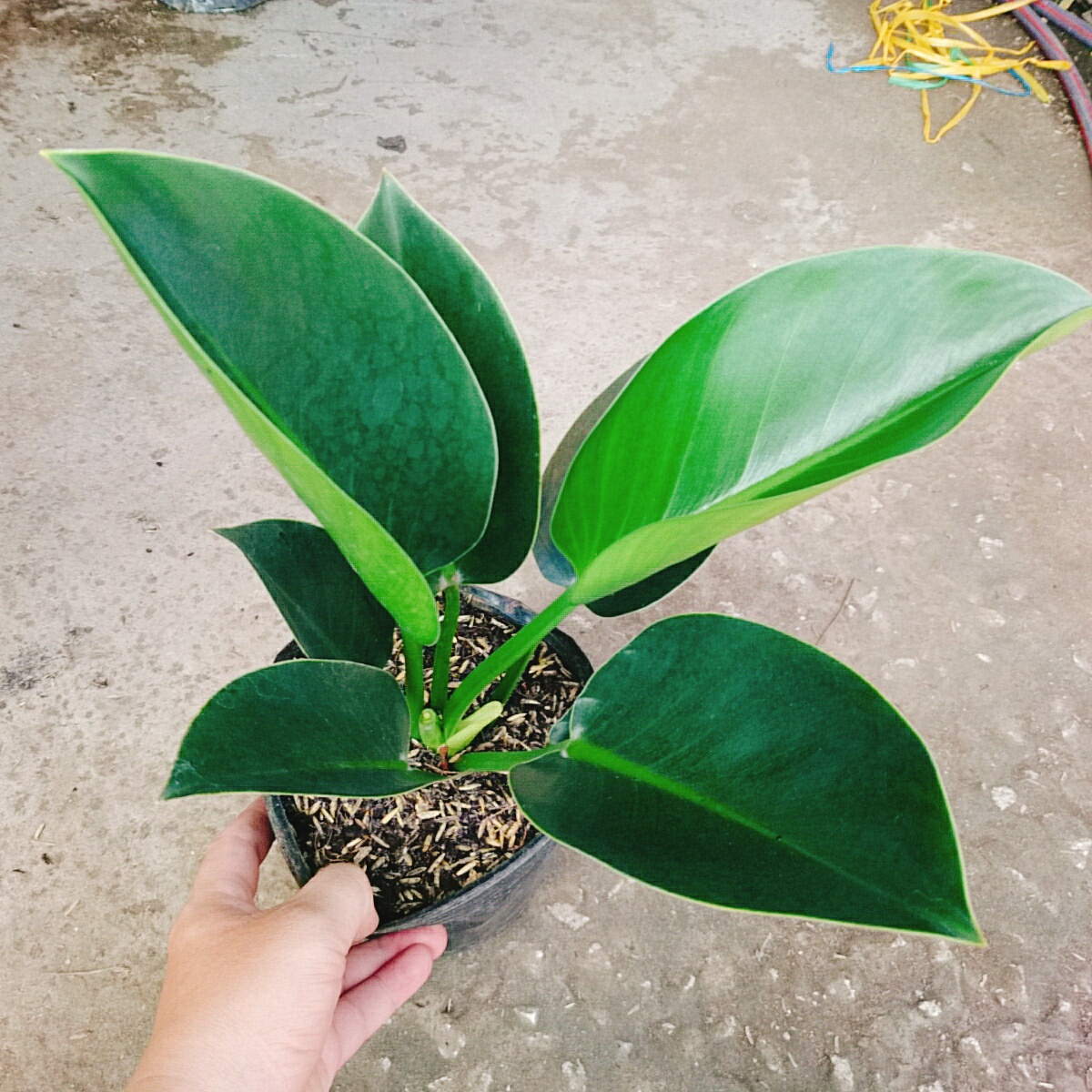 Trầu Bà Đế Vương Xanh - cây cảnh để bàn