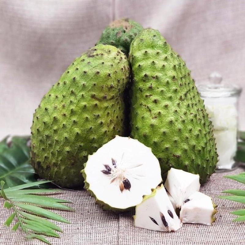 Cây mãng cầu xiêm ( mãng cầu gai) cao 50-70 cm