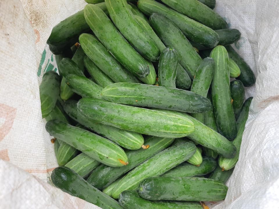 Hạt Giống Dưa Leo AGRI MEKONG 666 - (10gr/gói 400 hạt )