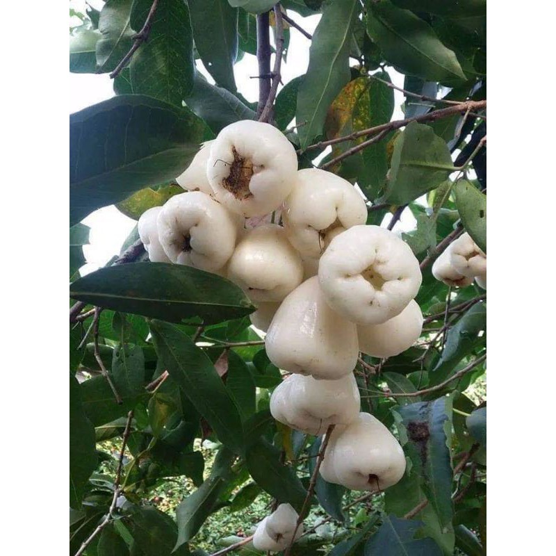 Cây Mận Trắng Sữa (siêu sớm)