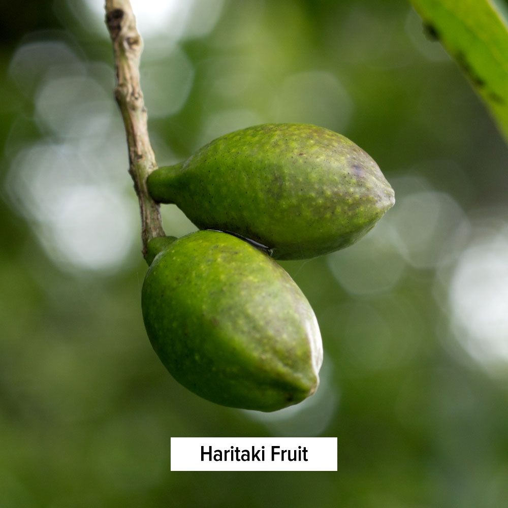 [Banyan Botanicals]  Triphala Powder - Bột Triphala