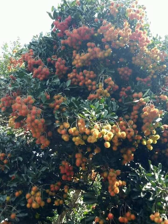 Cây giống Chôm chôm thái (cây giống đối chứng )