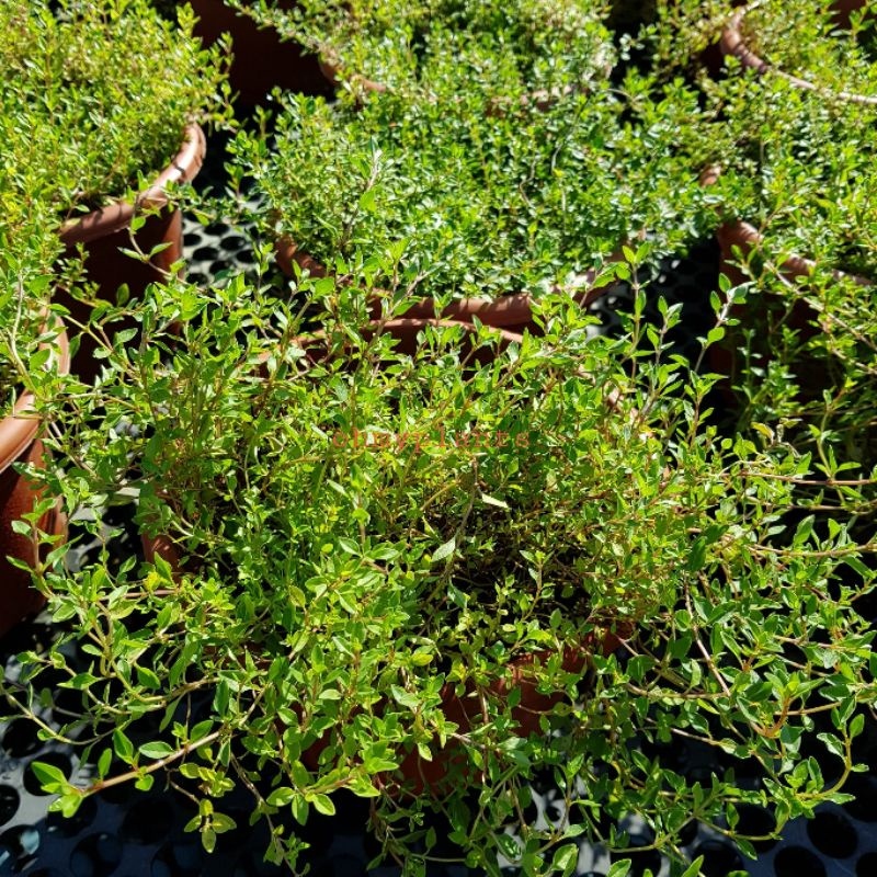 Thyme Edible Plant 50 seeds (not live plants) Lazada PH