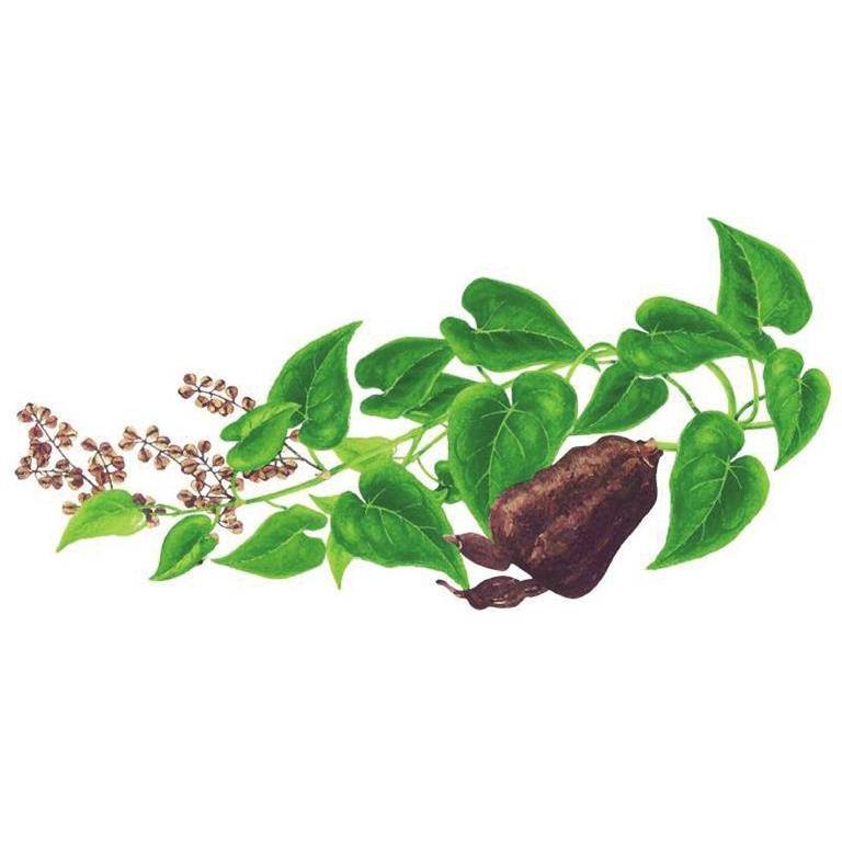 bầu cây giống cây hà thủ ô đỏ xịn
