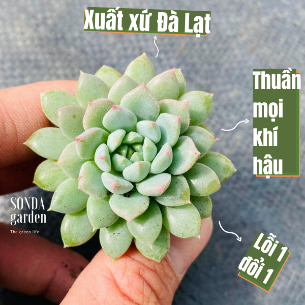 Sen đá dù xanh size mini siêu khỏe đẹp lỗi 1 đổi 1