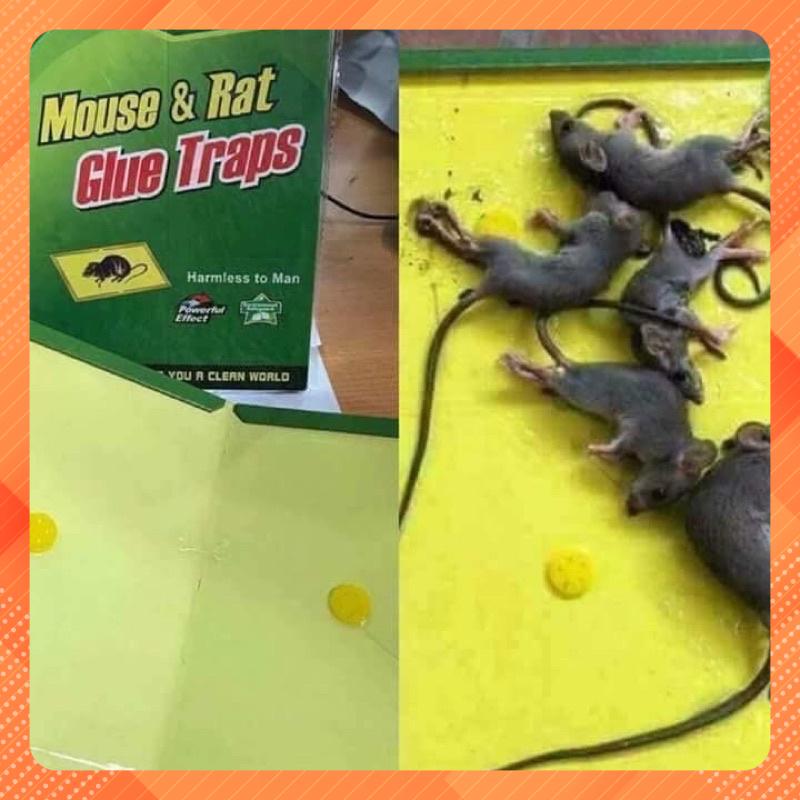 Combo 3 miếng dính bẫy chuột hiệu quả