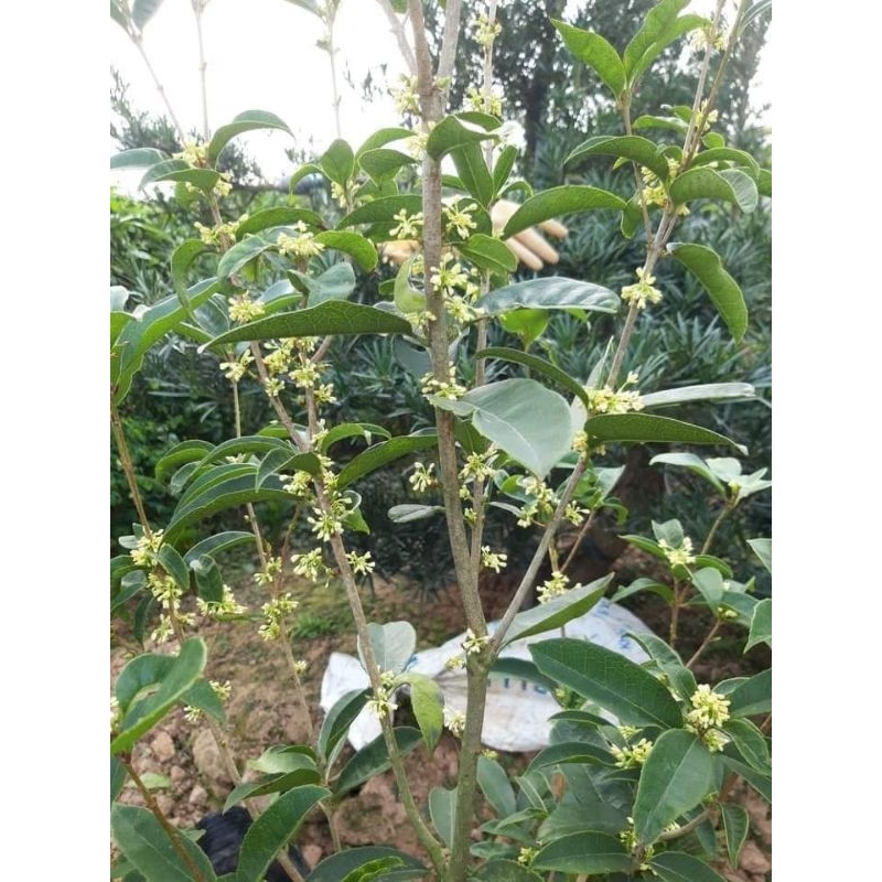 cây giống Mộc hương ta hoa vàng