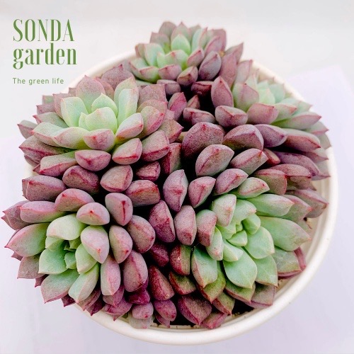 SEN ĐÁ KIM CƯƠNG TÍM SIZE TRUNG BÌNH LỖI 1 ĐỔI 1