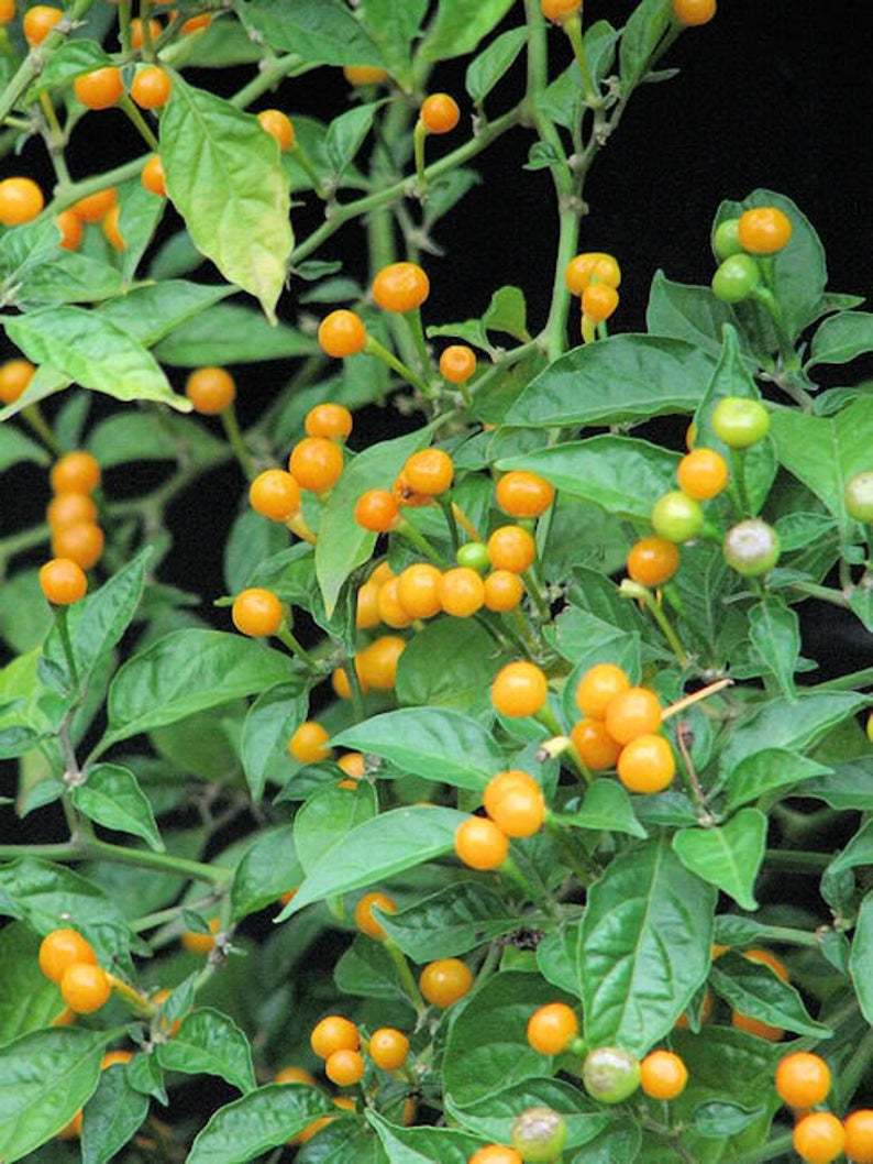Hạt Giống Ớt Charapita (Ớt Peru) (5H) (ECO.468)