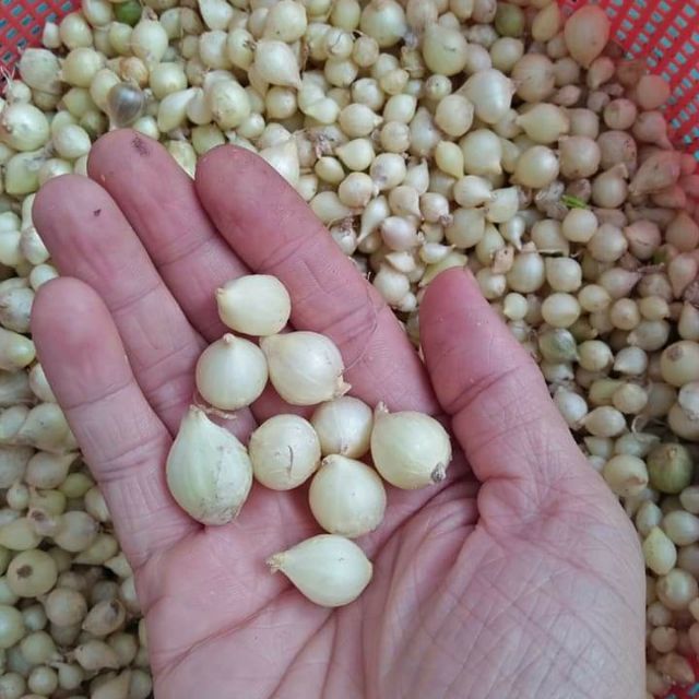 Hành tăm ( củ nén)