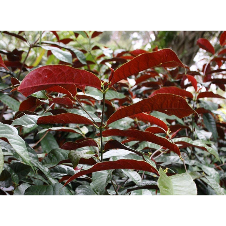 Chậu cây đơn lá đỏ (đơn mặt trời ) size to