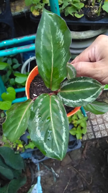 Cây đuôi công xanh viền trắng