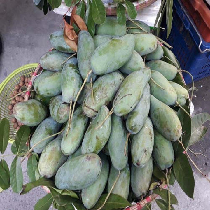 Cây giống xoài thái