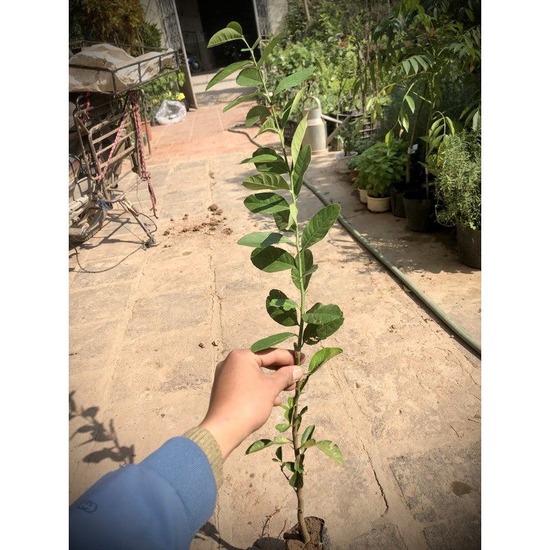 Cây chanh vàng Mỹ ( ảnh thật) chuẩn giống