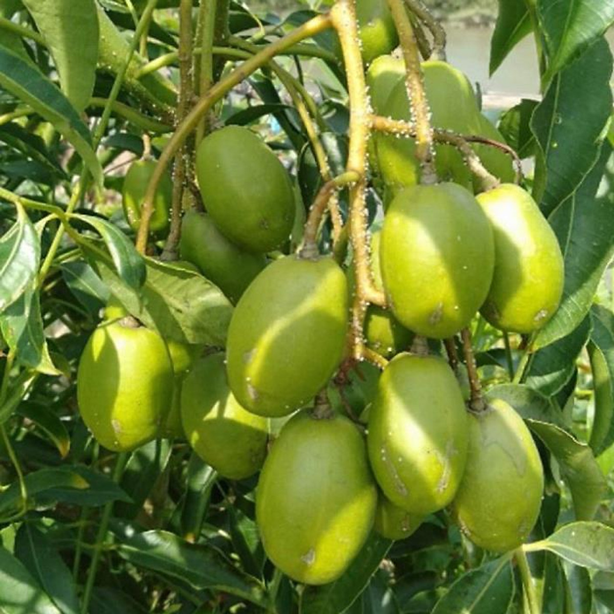 cây cóc thái lùn siêu quả- cây giống