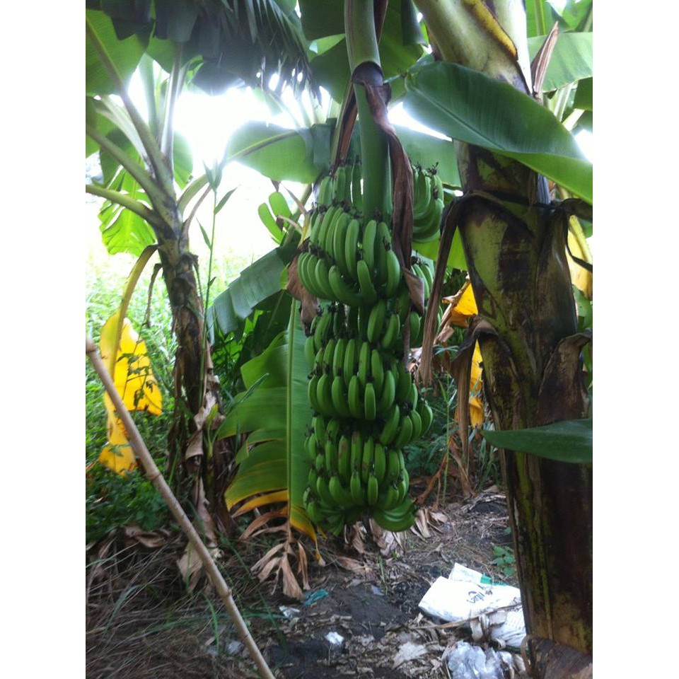Giống cây chuối già hương siêu trái