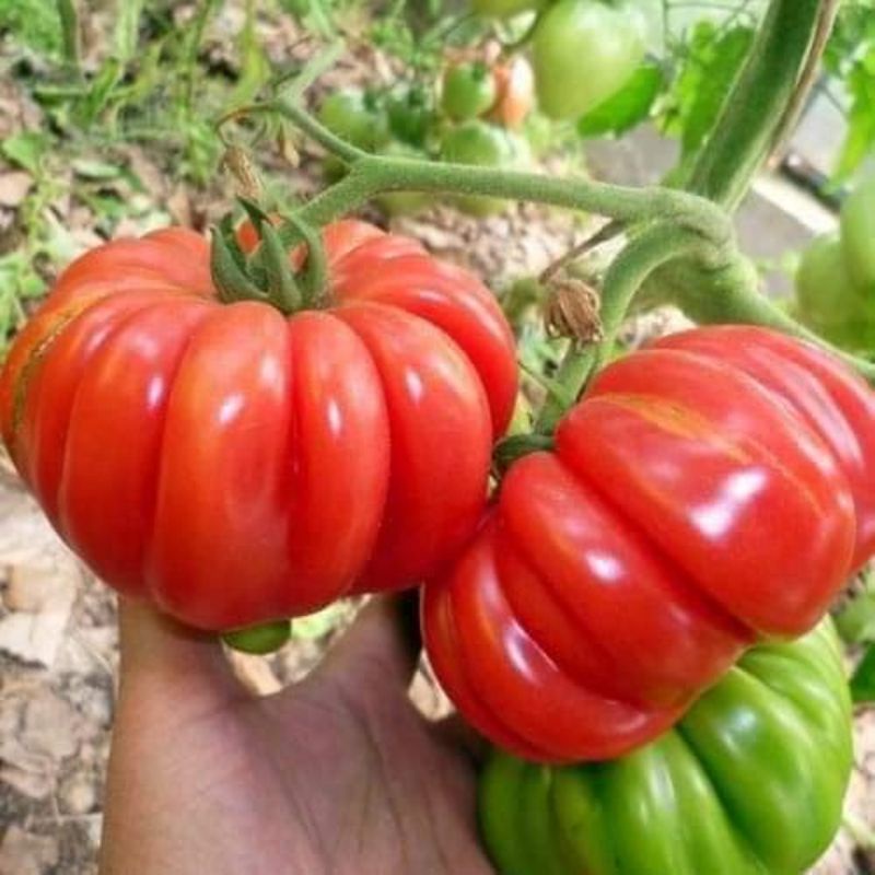Hạt giống cà chua hoa thị - H2T FARM