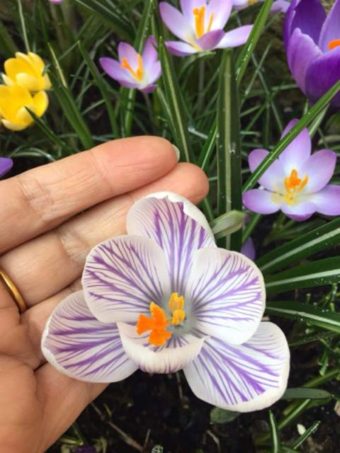1 Củ hoa nghệ tây saffron