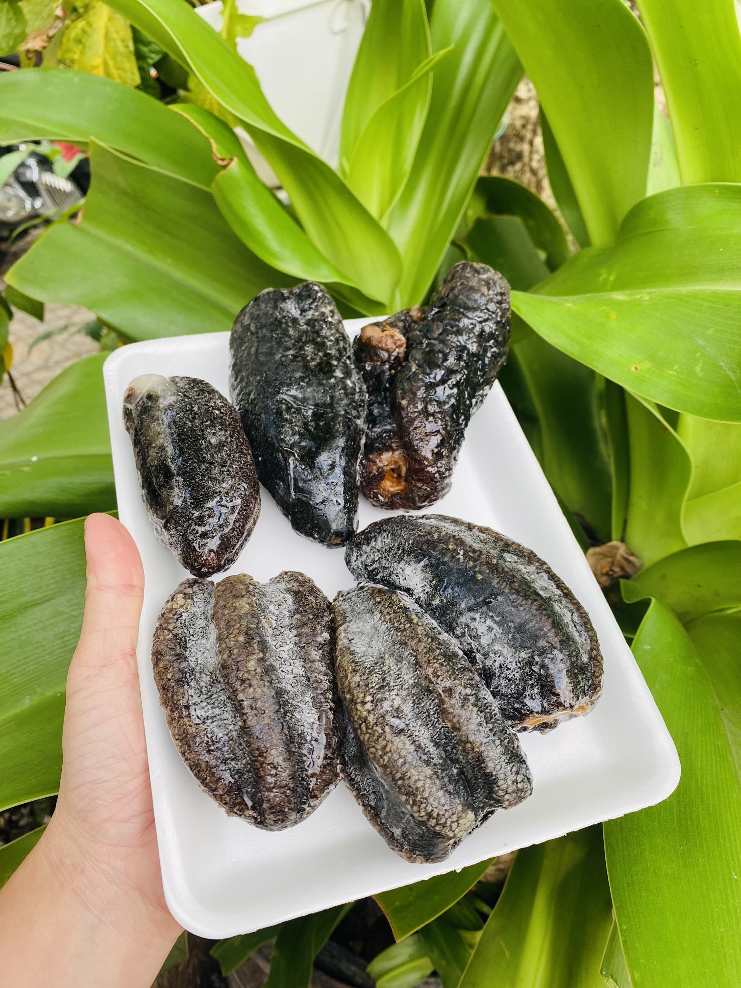 [GIAO NHANH 2H HCM] Giá Sỉ 1Kg Hải Sâm Canada (NISSI)