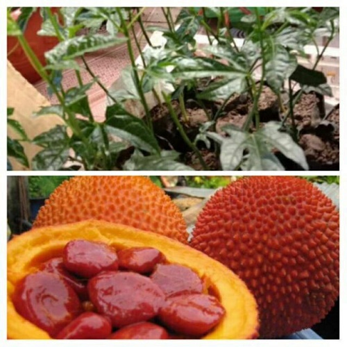CÂY GIỐNG GẤC NẾP