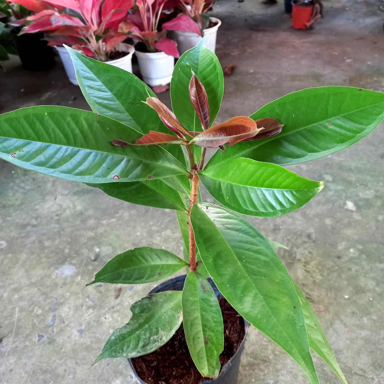 Cây Mận trái đỏ