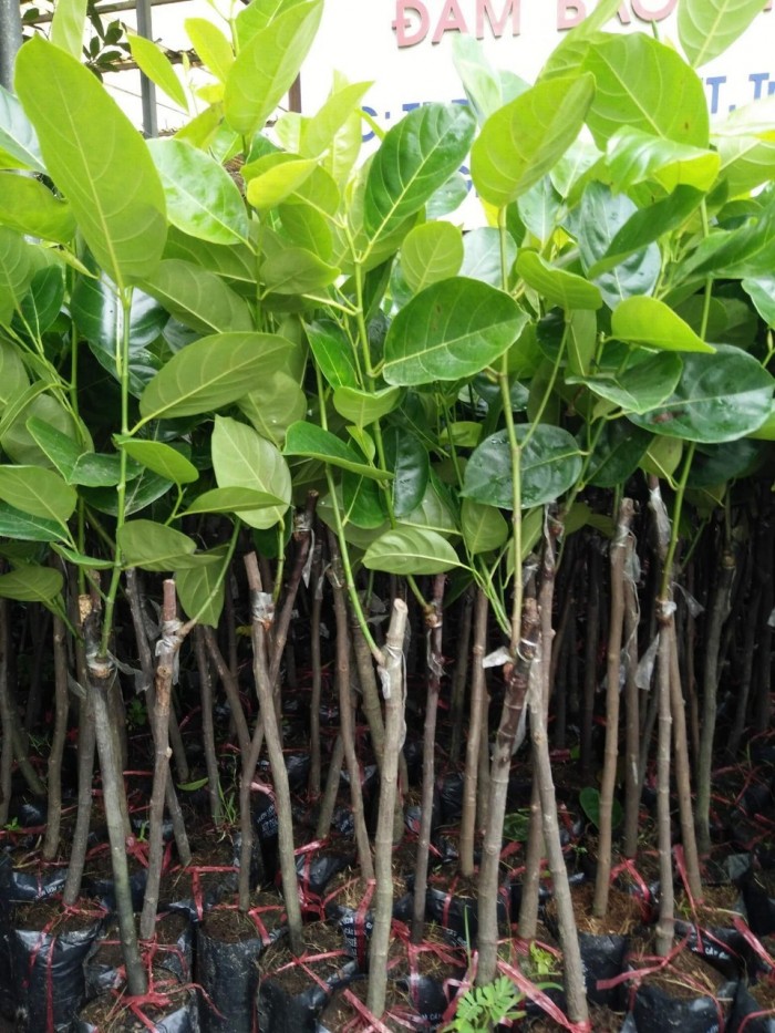 Cây giống mít Malaysia ruột đỏ sơ đỏ