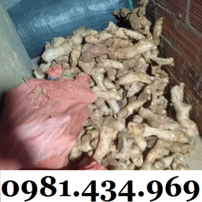 Củ Mía Dò (Cát Lồi) 01KG Tự Nhiên Chất Ngon