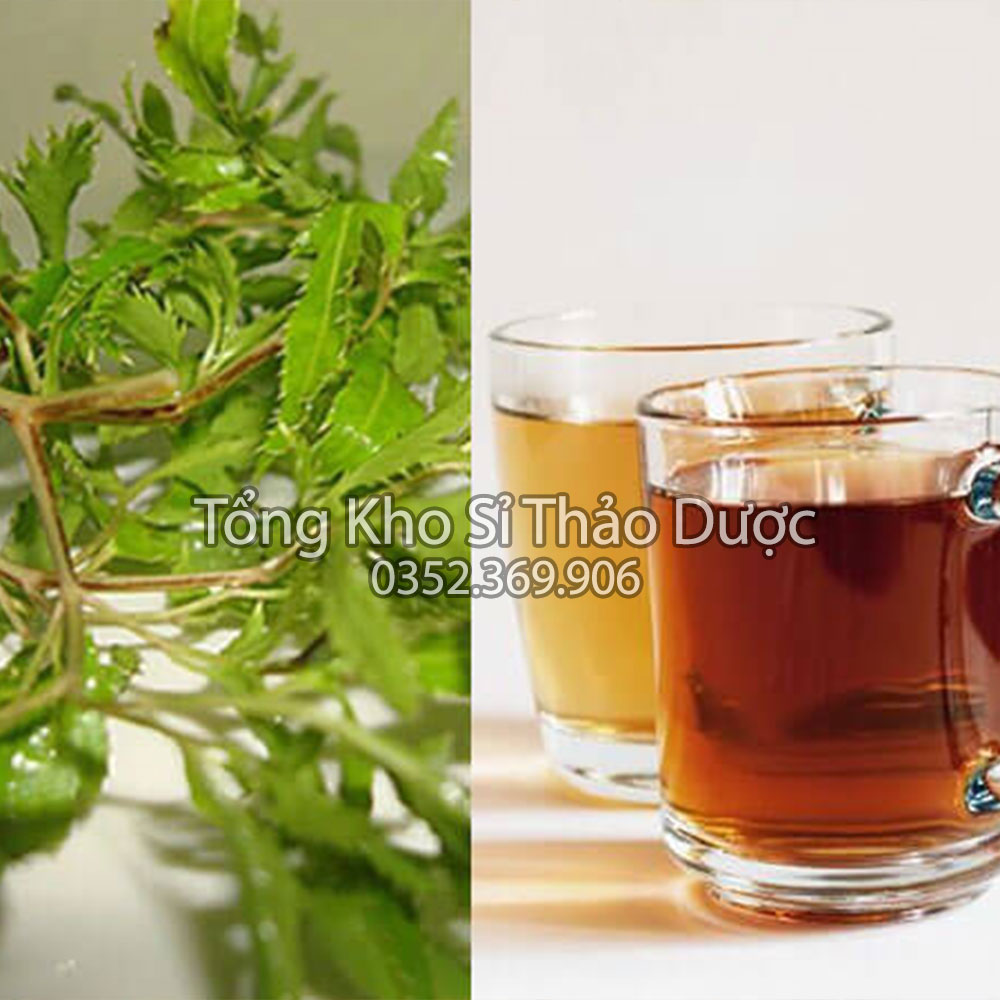 Lá đinh lăng khô 100g (Trà đinh lăng thanh lọc cơ thể, hỗ trợ mất ngủ)