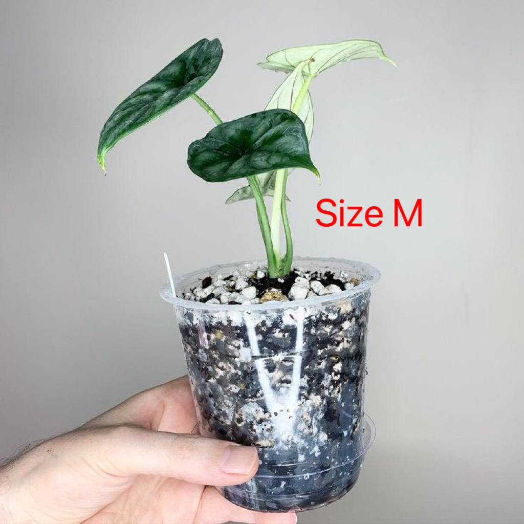 Kiểng Lá Alocasia Dragon Scale _ Cây Môn Vẩy Rồng
