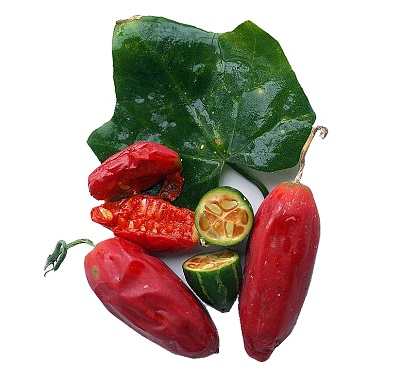 Hạt giống Cây Bình Bát Dây - gói 20 hạt