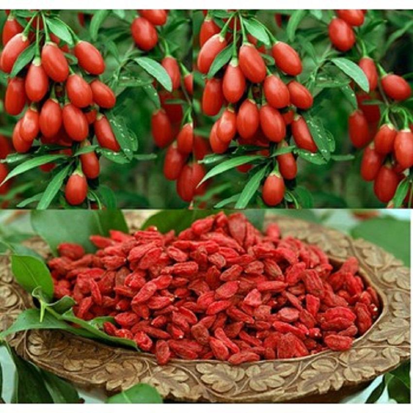 500g quả kỷ tử sấy khô - có tặng quà