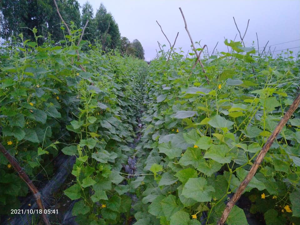Hạt Giống Dưa Leo AGRI MEKONG 666 - (10gr/gói 400 hạt )