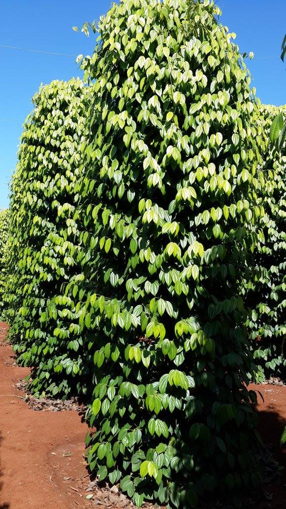 Combo 5 bầu tiêu giống vĩnh linh