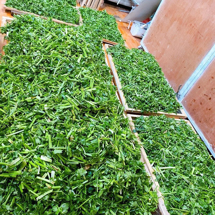 Bột cần tây sấy lạnh