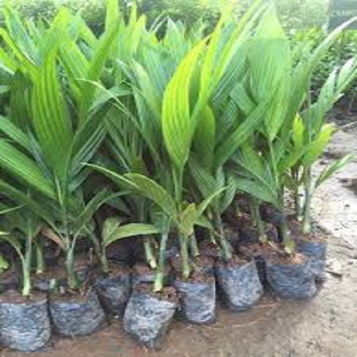 cây giống cau tứ quý (cau tứ thì)
