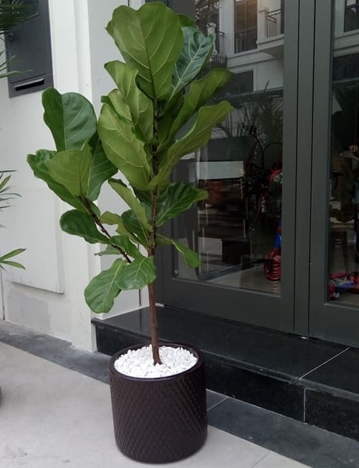 Cây bàng singapo- dòng cây lớn
