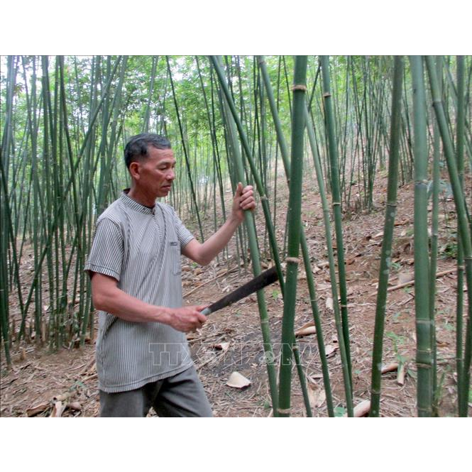 bầu cây giống cây măng sặt ăn siêu ngon