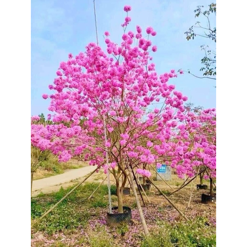 Cây giống phong linh tím bầu rễ ổn định