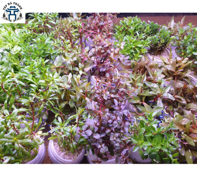 Cây Thủy Sinh Cắt Cắm (Tổng Hợp)