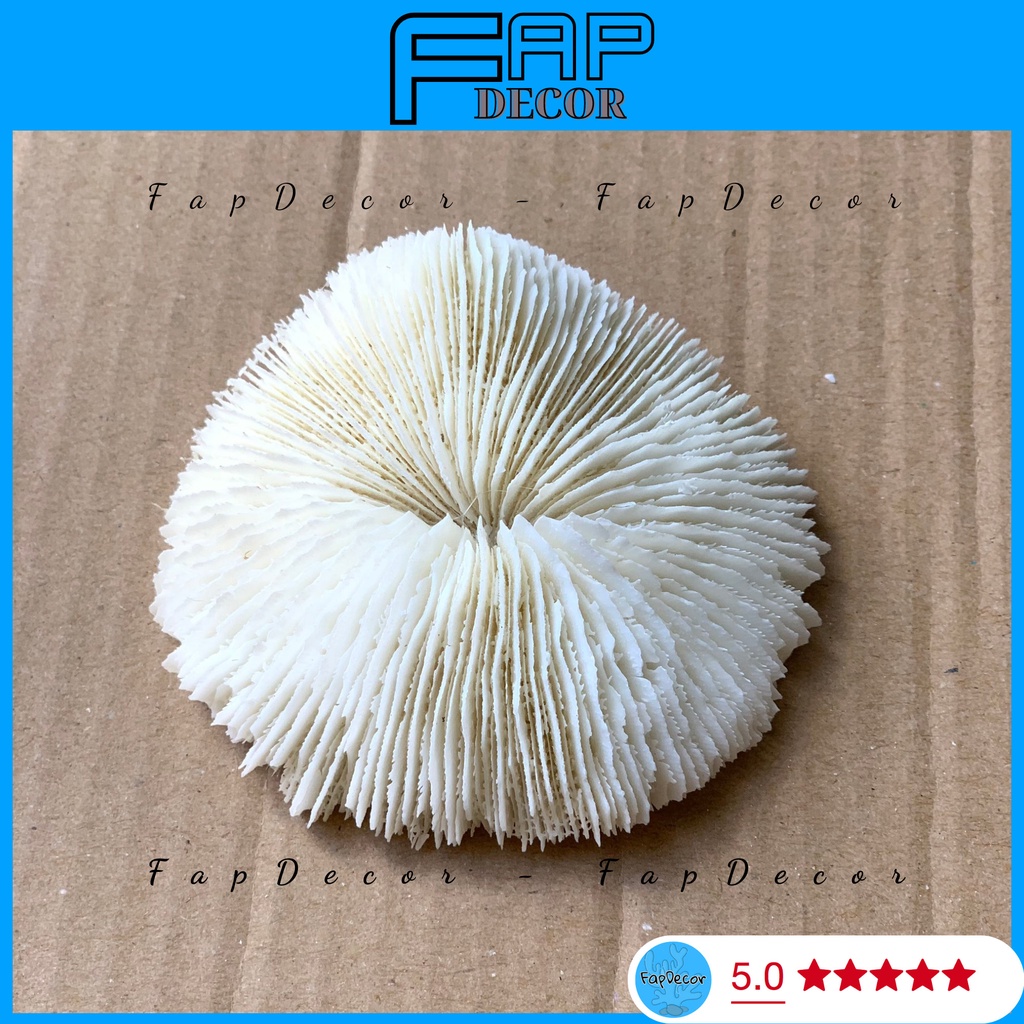 Phụ kiện san hô hình dù trang trí chụp ảnh, san hô trang trí setup chụp hình