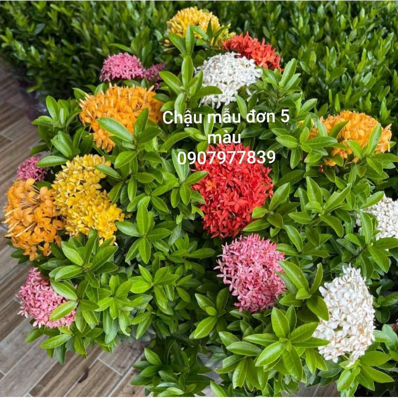 Chậu mẫu đơn 5 màu, bông trang