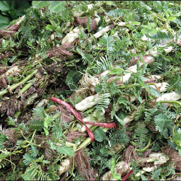 Hạt Giống Rau Nhút, Rau Rút (1gr)