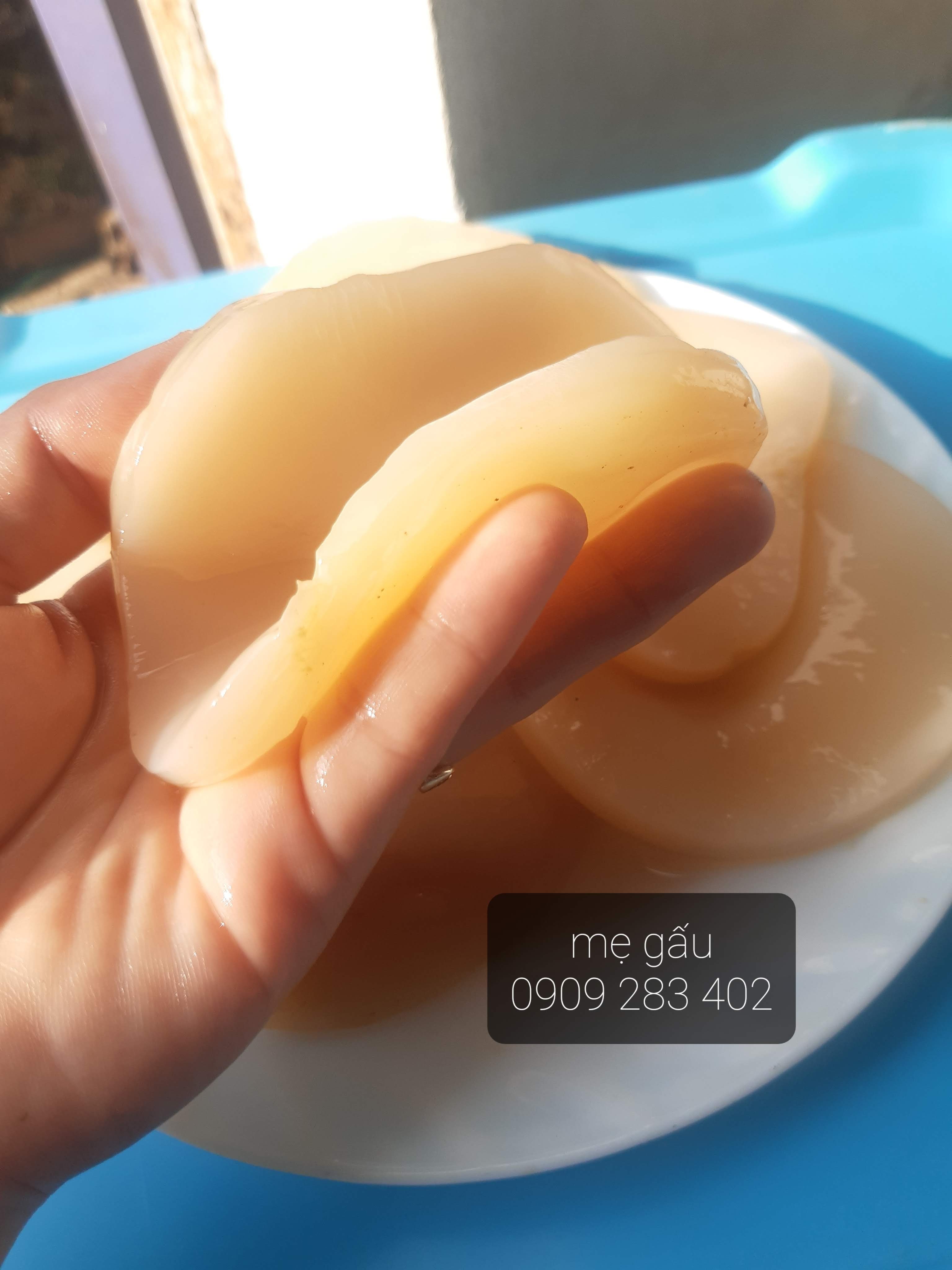 scoby kombucha( con giống thủy sâm) dùng làm trà kombucha